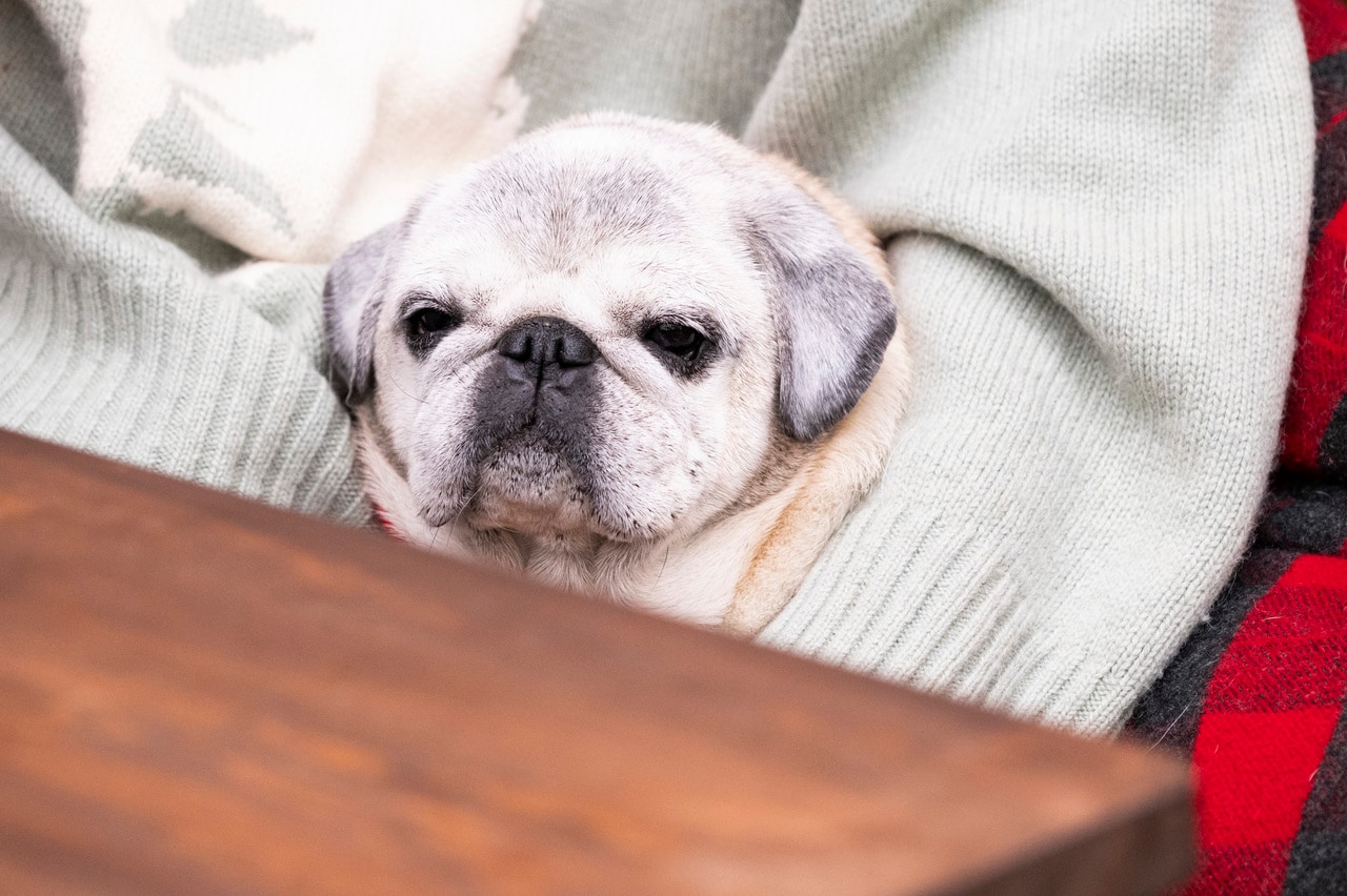 歯磨きをきちんとしていたから気づけたメラノーマ。