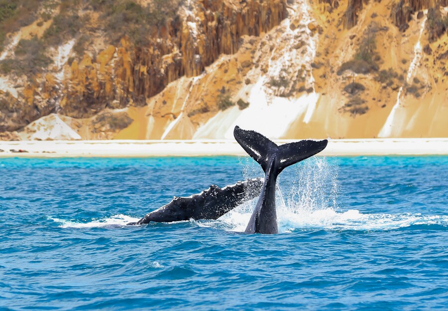 ガリ（フレーザー島）🄫Tourism and Events Queensland