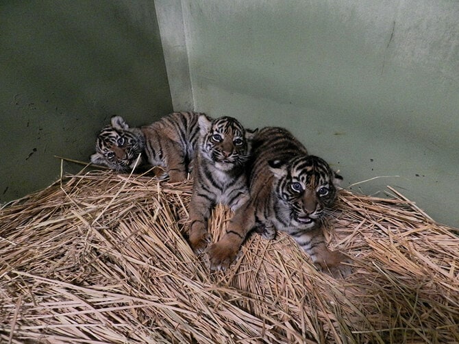 元気な様子の3頭。2024年1月22日撮影/写真提供=公益財団法人 東京動物園協会