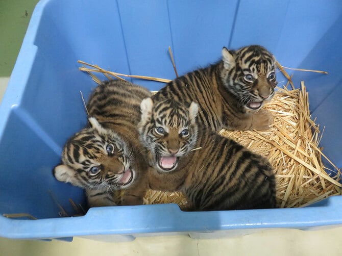 元気な様子の3頭。2024年1月9日撮影/写真提供=公益財団法人 東京動物園協会