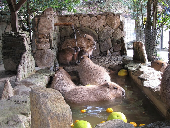長崎バイオパーク カピバラの露天風呂。