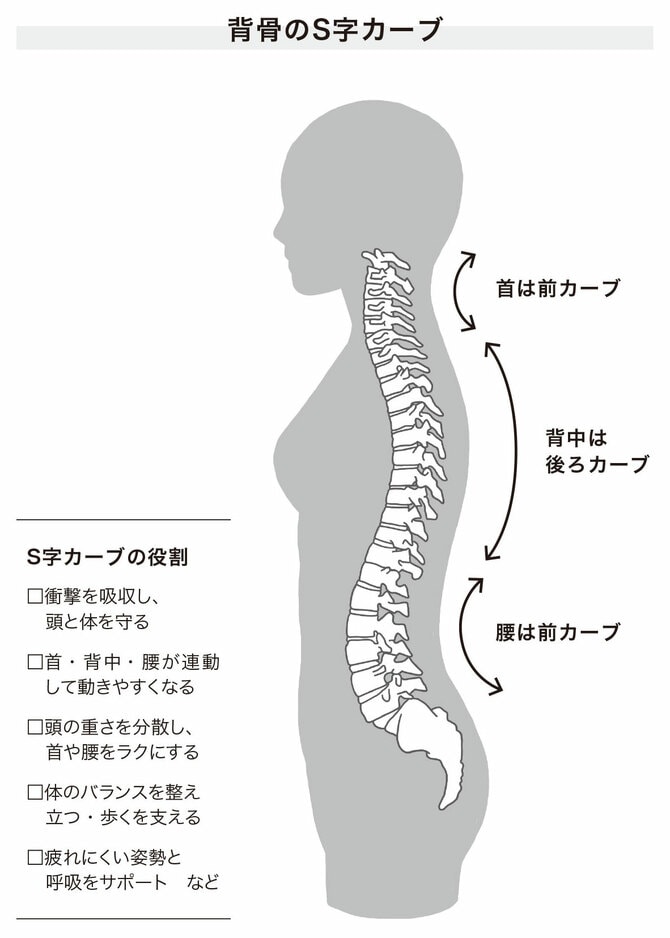 【貴重】4DS姿勢分析テンプレート（猫背なのか？がわかります） 健康用品 【貴重】4DS姿勢分析テンプレート（猫背なのか？がわかります）