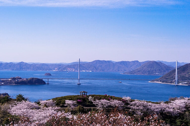【愛媛県】開山公園の桜。