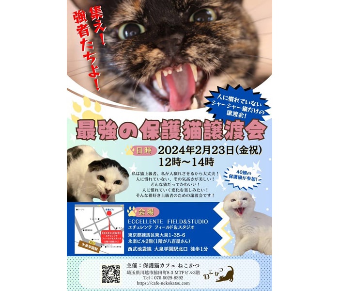 シャーッ！　シャーッ！　猫の譲渡会でこんなポスタービジュアル、見たことない！