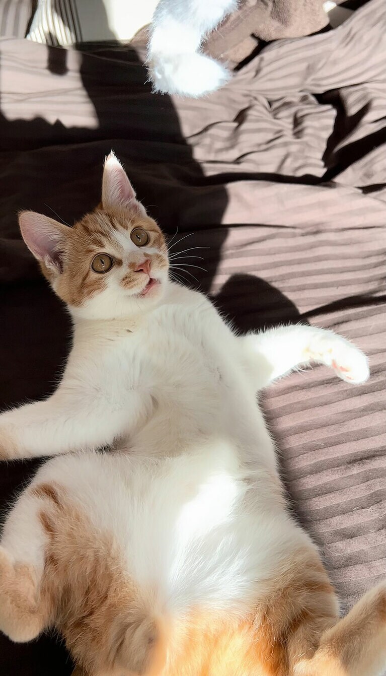 わらび ♂ 6カ月。やんちゃ盛りなにゃんこ、わらび君です。遊ぶのに夢中になるとすぐ口が開いてしまいます♪写真はねこじゃらしで遊んでいるところです！