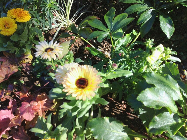 手始めに、ある花壇を撮影してみたところ、被写体との距離が近すぎてピントが合わず、ぼやけてしまいました。