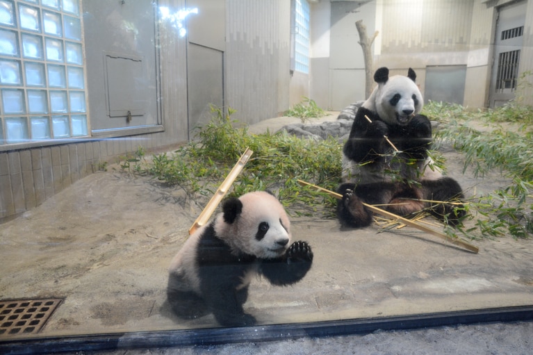 東園パンダ舎のシンシンとシャンシャン。2017年11月。（提供：公益財団法人東京動物園協会）