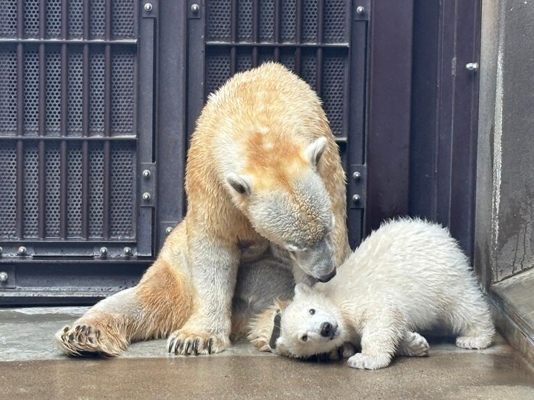 生後119日のライ／写真提供＝ズーラシア