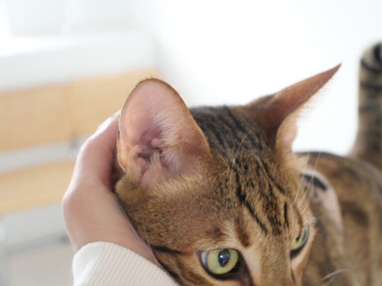 撮影を始める前に撫でていたら、あまりにかわいくてパチリ：宮田さん撮影