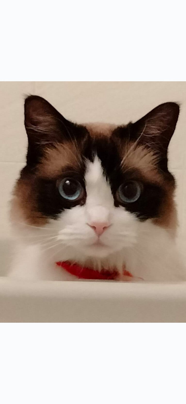 モナ ♀ 7歳。「お風呂の中から顔出したところだけど、まるではく製のような表情になりました♪」（飼い主さんより）。