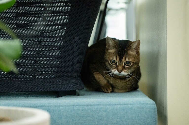 オフィスの片隅に身を落ち着けたマロンさん。