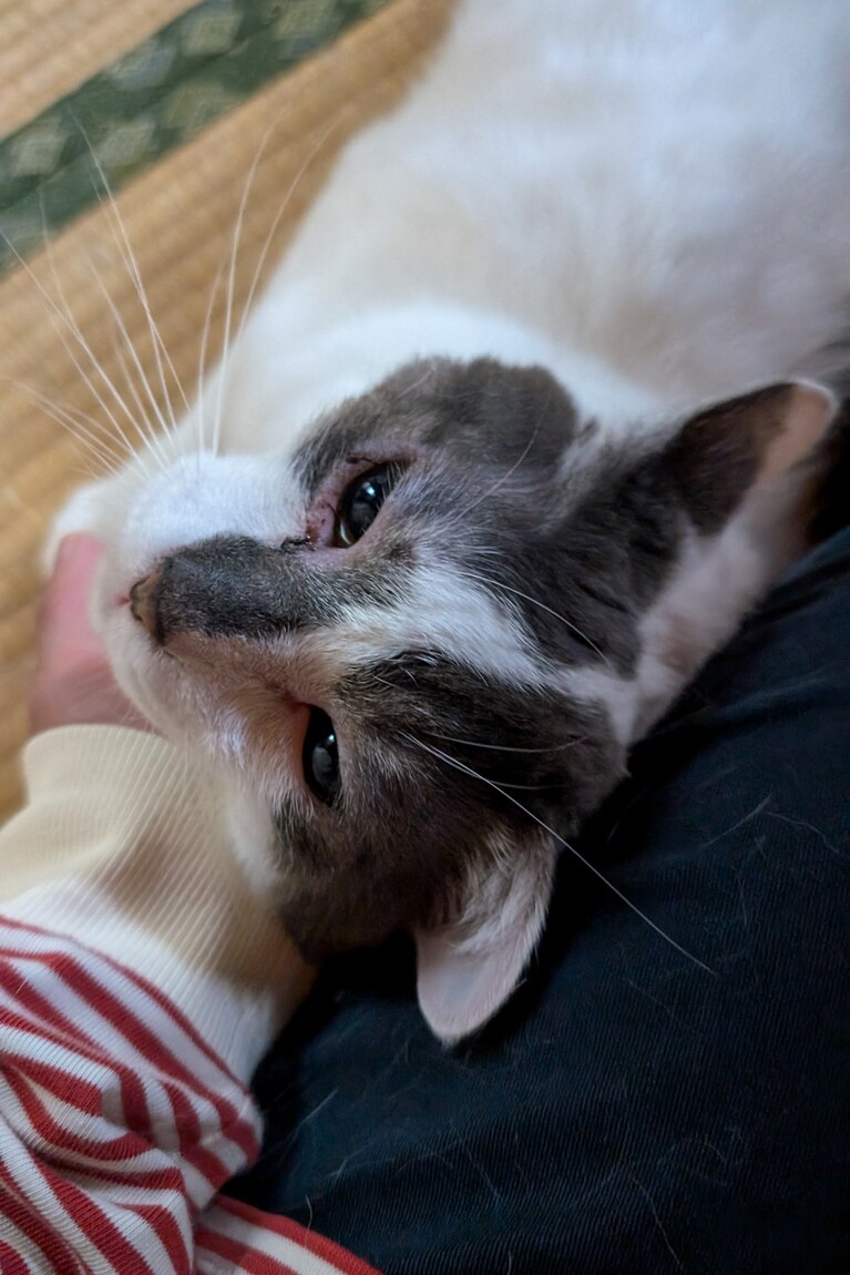 かつお ♂ 8歳。スリスリ。もっとかまってぇ～と言わんばかりの顔、たまらんです（笑）（くるくるくみこさん）