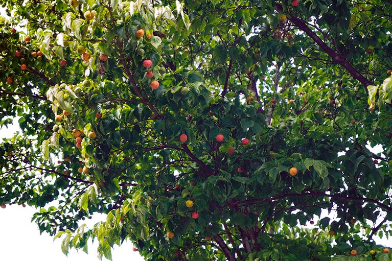 スノーピーク「陸前高田キャンプフィールド」