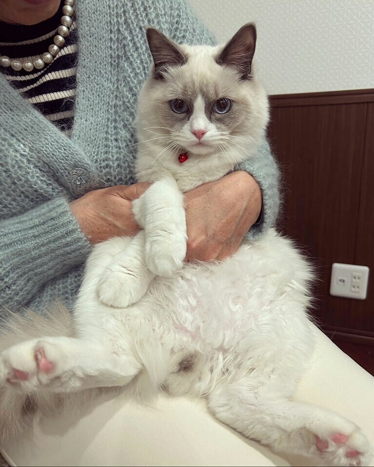 Leo オス 8カ月。ラグドールのレオくんです♪ 写真撮られるの、嫌いじゃないよ（suzyさん）。