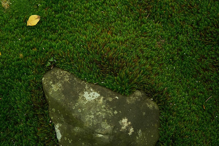 苔むす庭からは生命力を感じます。