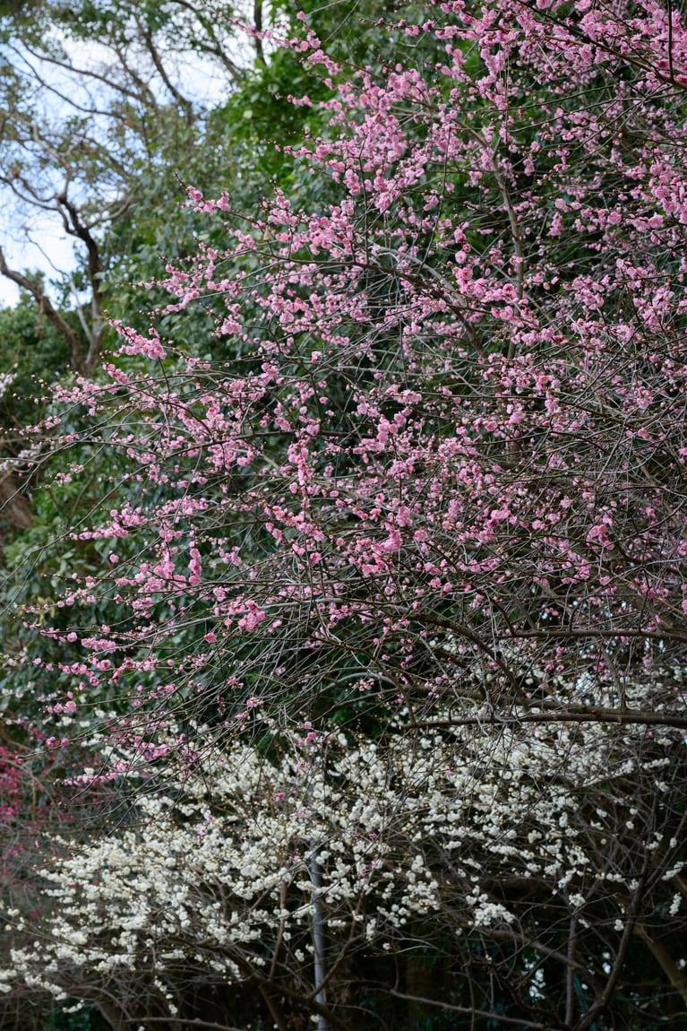 《早春の絶景散歩》紅白の梅の先には瀬戸内海、園内には古墳も！西日本随一の梅の名所「綾部山梅林」へ【兵庫県】