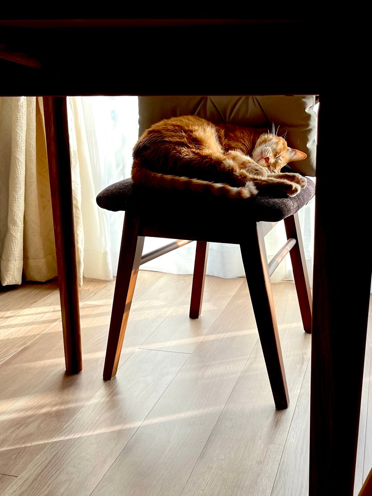 おかか ♀ 4歳。「夕日を浴びて眠るおかかは、時が止まったような静けさに包まれていて、こちらまで心穏やかな気持ちになれます」（飼い主さんより）。