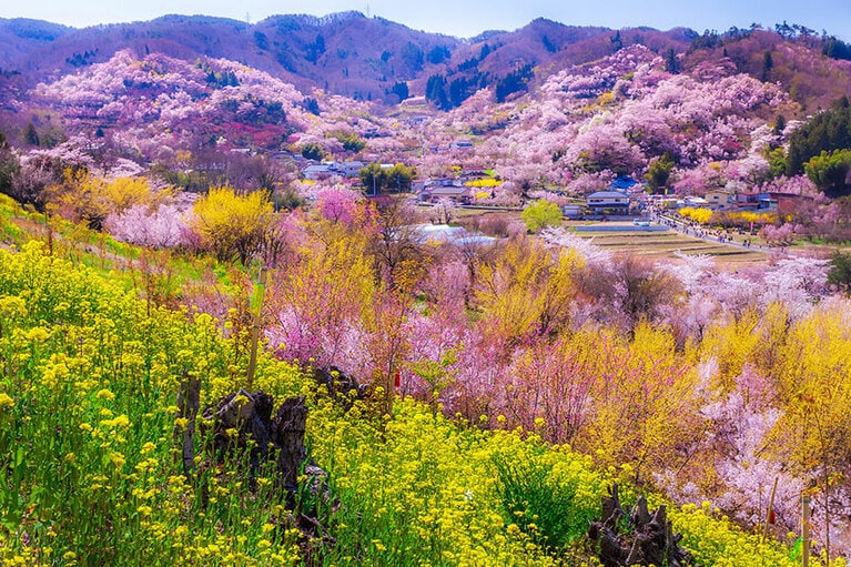 花見山。