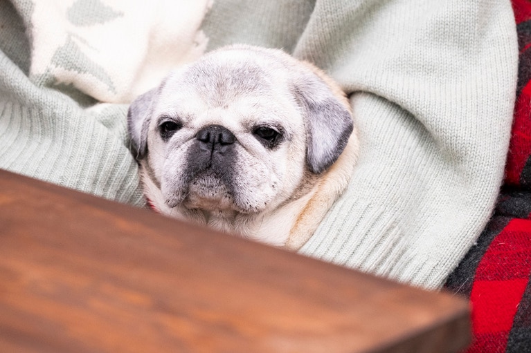 歯磨きをきちんとしていたから気づけたメラノーマ。