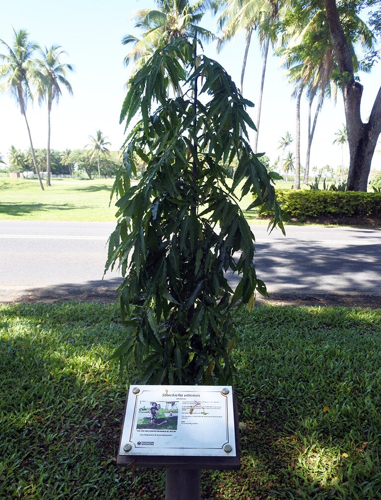 植樹した人が写真入りで紹介されているデナラウ島の通り道。