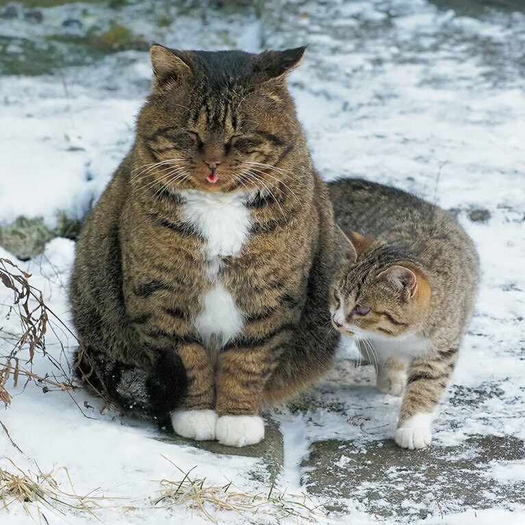 「とうちゃんのけがわ……モフモフでぬくそうなのニャ！」「ごはんモリモリ食べて……よく寝るのが……モフモフになる秘訣なのニャ♪」