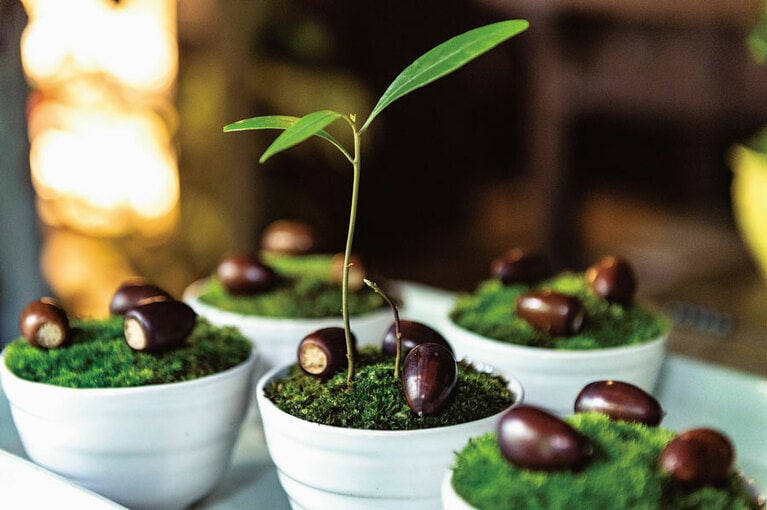 「お楽しみはドングリ発芽。子どもも喜ぶ！」 ドングリポット 1,500円。