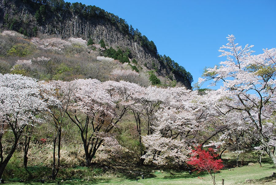 屏風岩公苑の山桜。