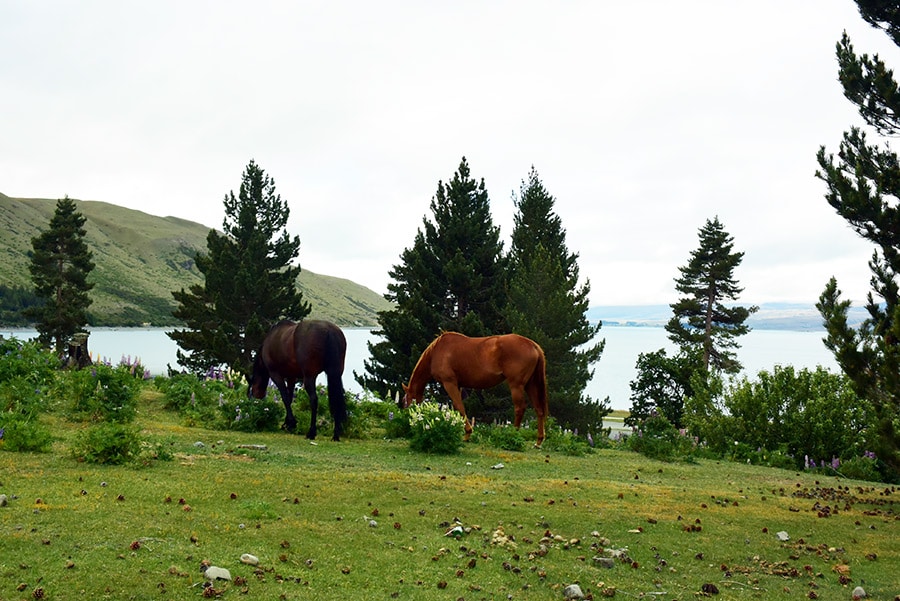 湖畔で草を食む馬たち。のどかです。