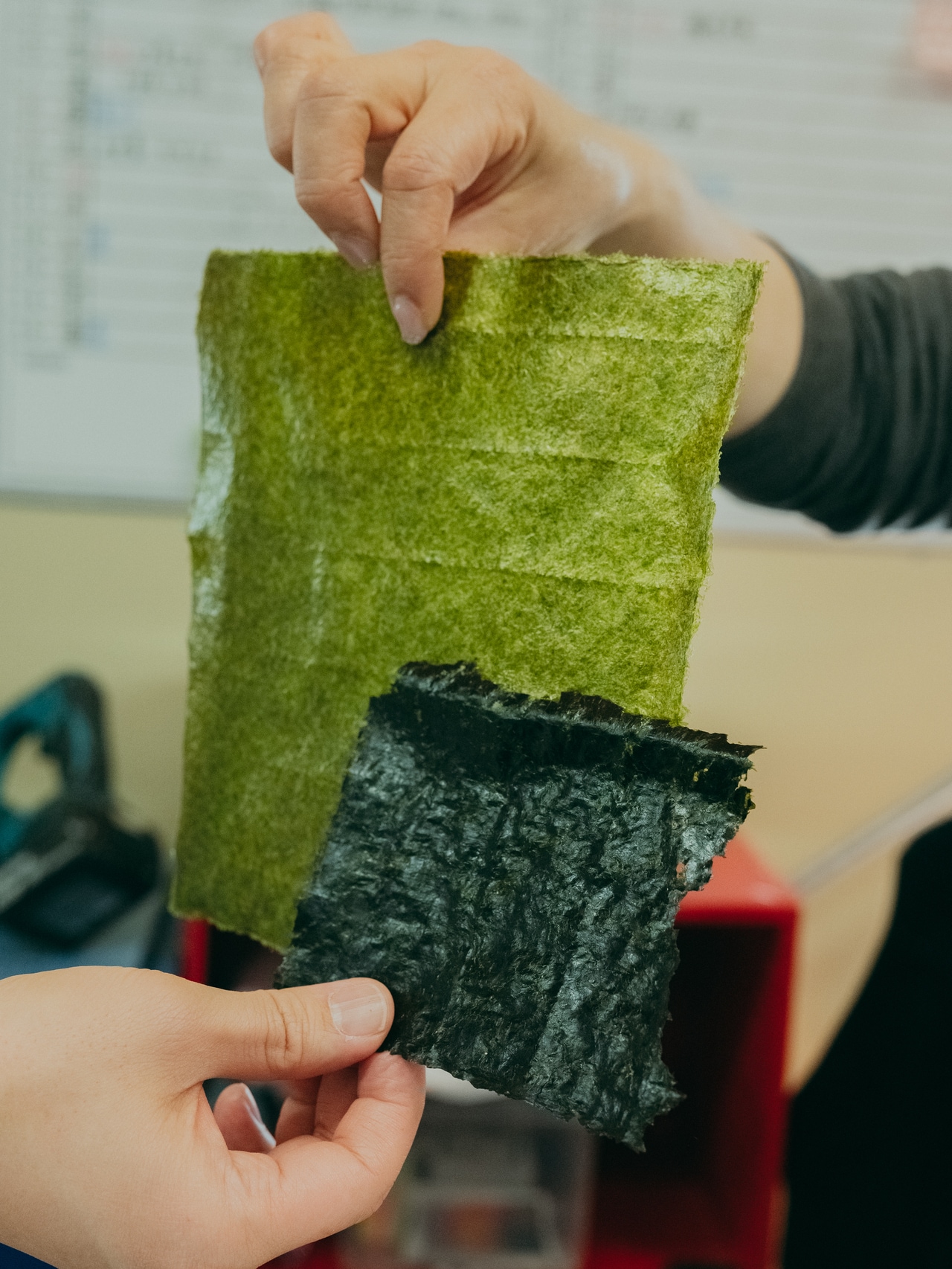 2024.3.9 福岡県柳川市 皿垣開漁港。色の濃い海苔は、風味も旨味も段違い。