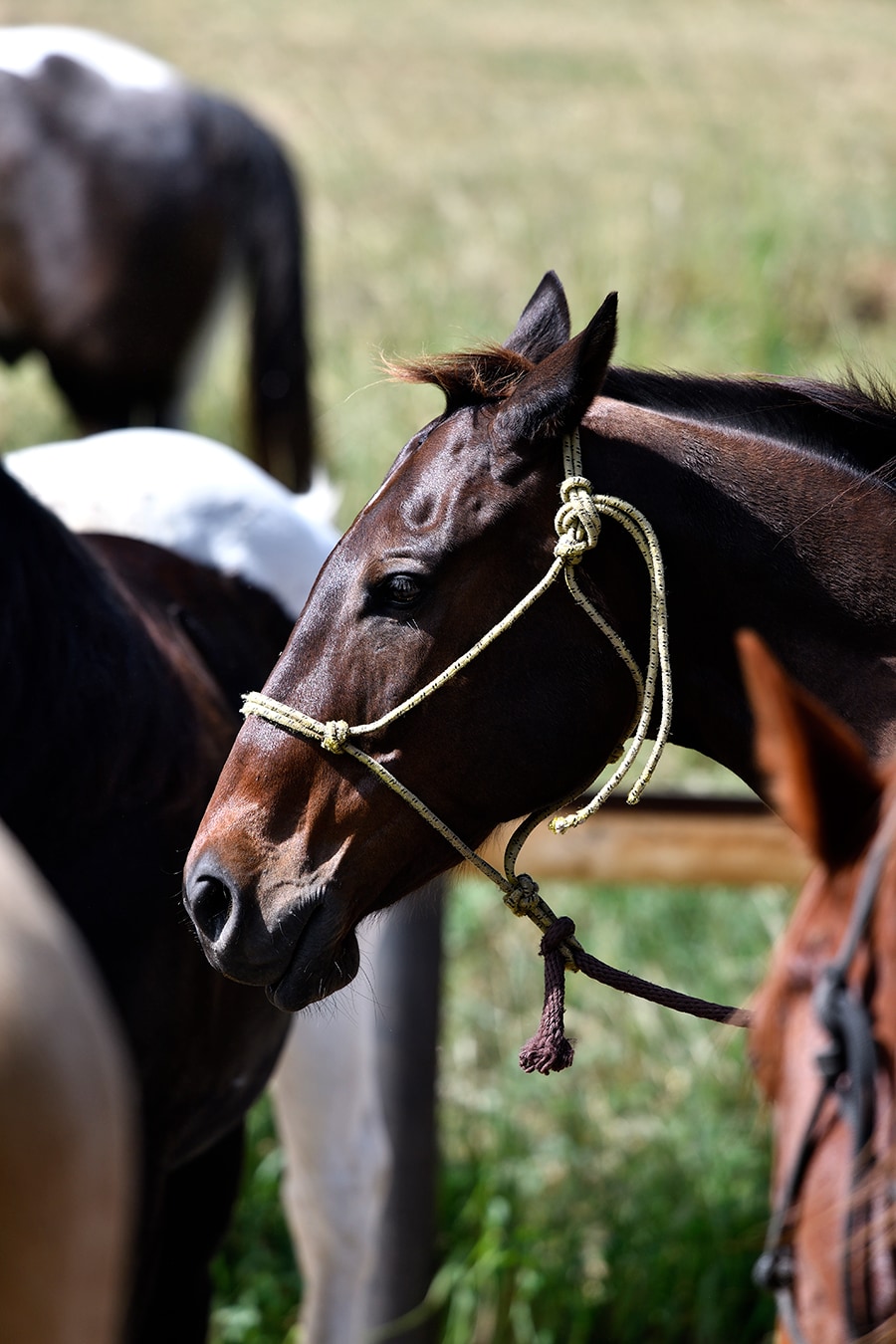 乗馬ツアーの馬は自由に牧場を歩き回って草を食んでいた。