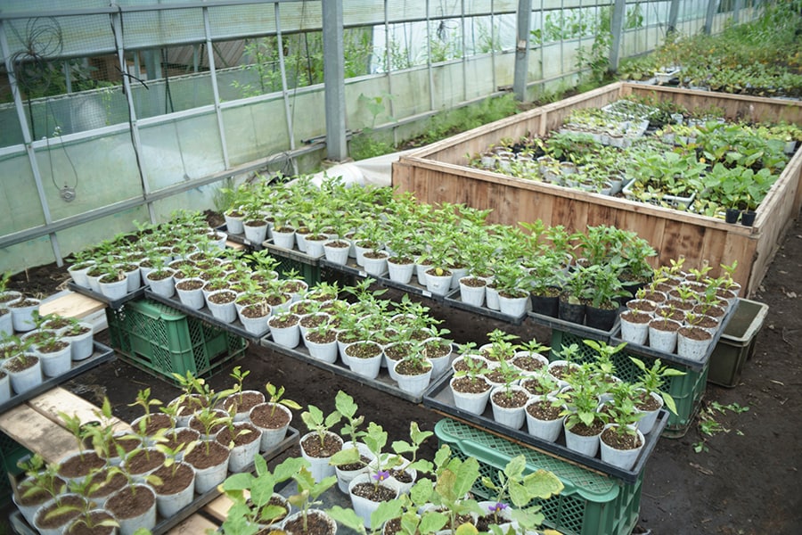 定植を待つ野菜の苗たち。畑に植えきれない分はゲストにプレゼントすることも。