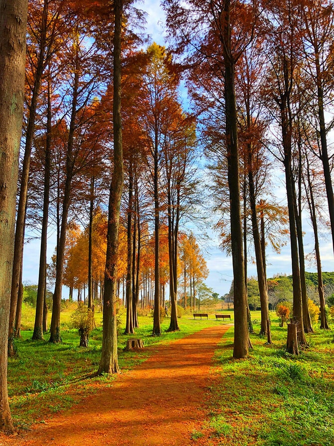 メタセコイアの並木道。