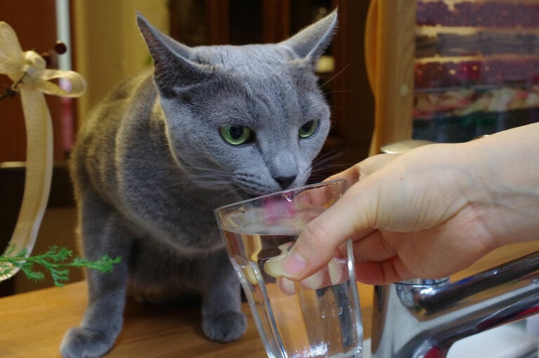 いちご ♀ 8歳。「蛇口から流れてくる水を飲むのが好きな子でしたが、グラスに入れて飲ませると、そのほうが気に入ったようで、いつも甘えておねだりしてきます」（飼い主さんより）。