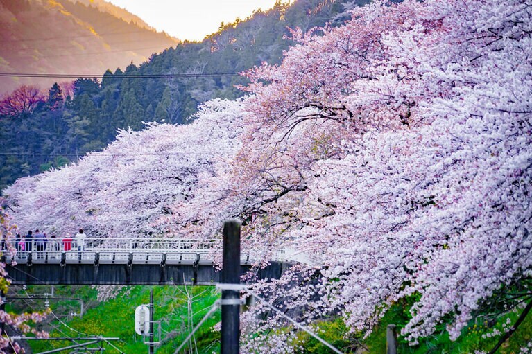 御殿場線山北駅の桜／神奈川県