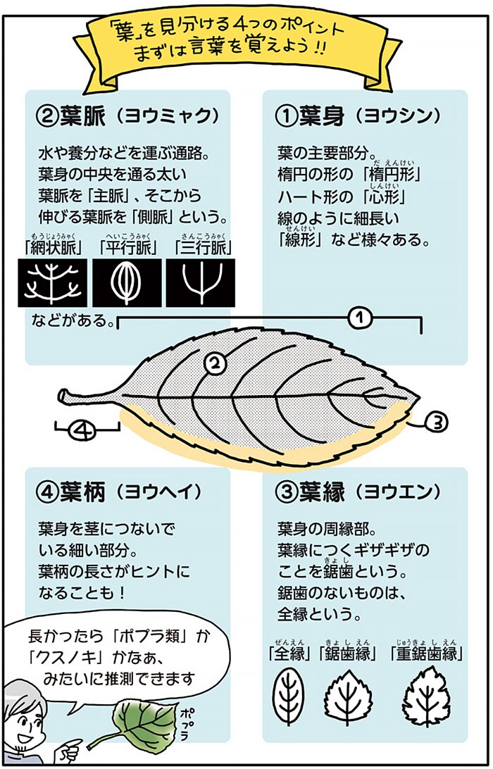 『まちなか植物観察のススメ』より。
