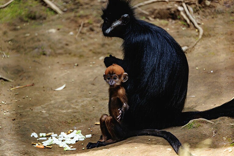 チョコとミント。