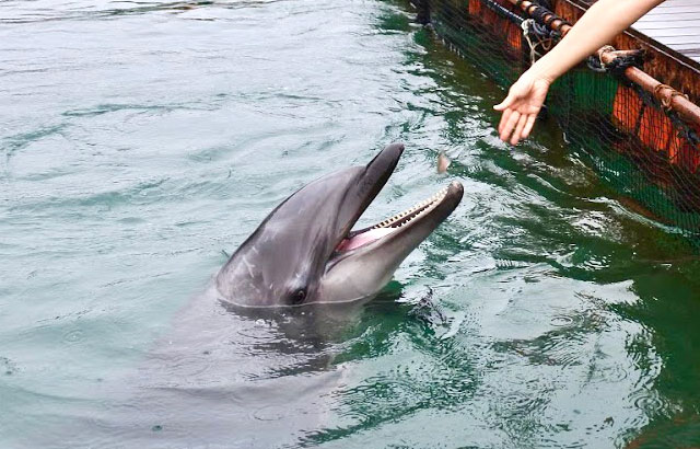 「餌やり体験」は10分 500円。