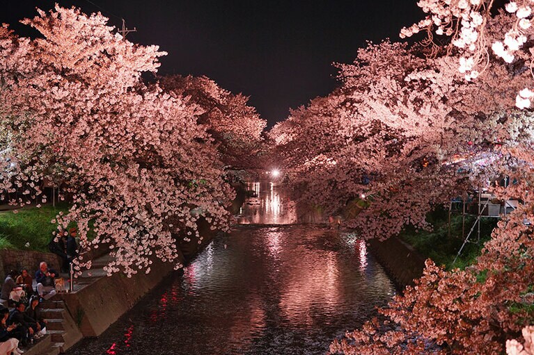 岩倉桜まつり。
