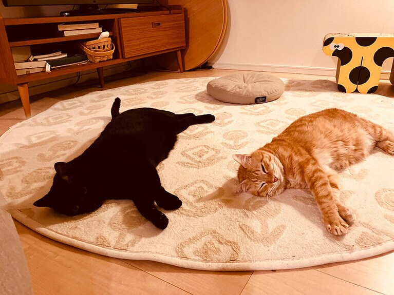 ネロとはる ♂ 4歳と7歳。寒いこの時期、床暖をつけると我が家のにゃんこがよく落ちています。ネロくんとはるくんが同じような格好で寝ていて可愛らしくパチリ。寝ている姿にほっこり癒されます（よっちゃんさん）