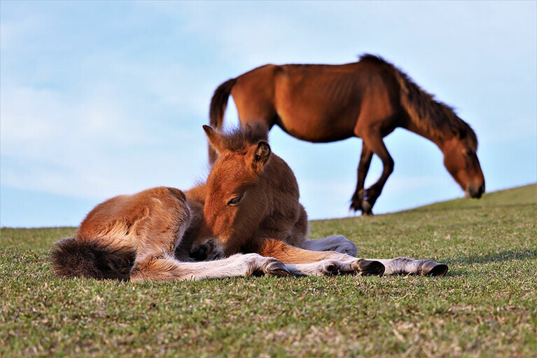 都井岬の春駒。