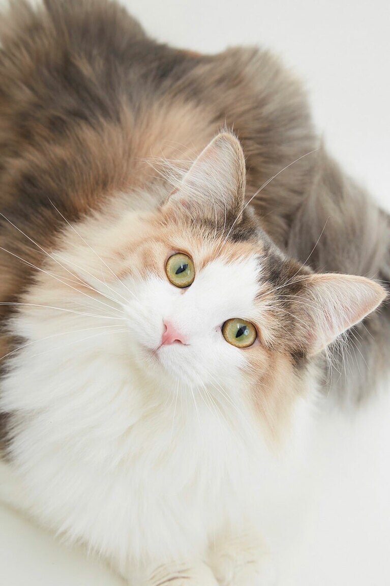 ベル メス 3歳。いつも元気いっぱいの女の子です。とっても甘えん坊さんで毎日抱っこをおねだりしてきます（さくらさん）。