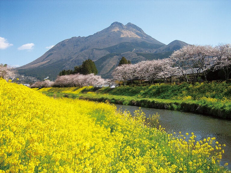 由布岳と菜の花と桜。春の短い期間しか見られない絶景。