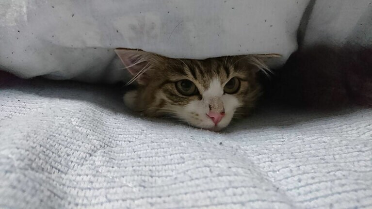 ミルク ♀ 7歳。布団に隠れて誰が来るのを待っているのがミルクのルーティンです（ハルさん）