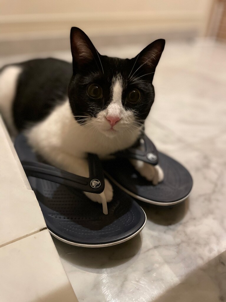 ハチ子 ♀ 1歳。昨夏、パパのサンダルを履くのがブームだったおてんばはっちゃん。ちょっと大きすぎやしませんか？