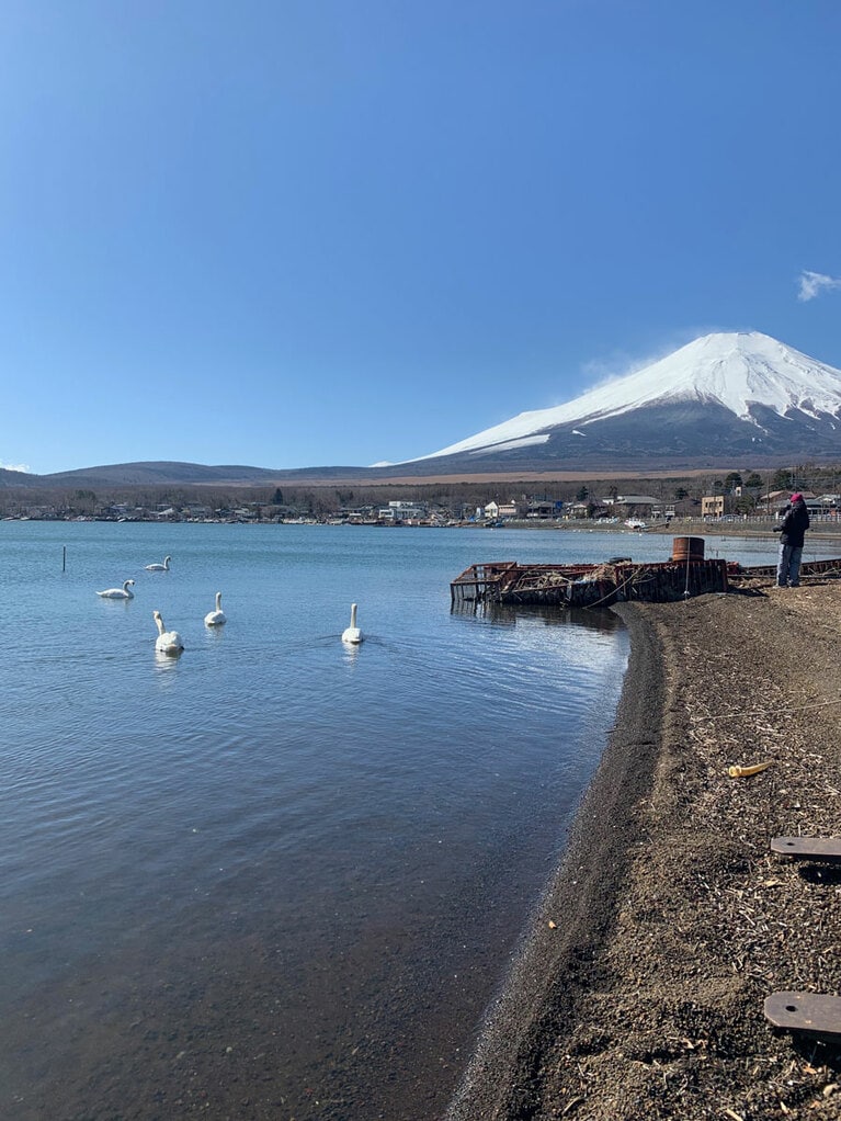 山中湖・北西の湖畔より。冬の湖には白鳥の姿も(2月撮影・快晴の午前)。