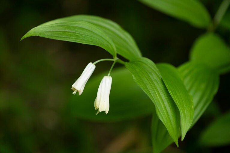 ホウチャクソウ：イヌサフラン科。名前は、花の形が寺院の仏堂などに吊される宝鐸に似ていることから。
