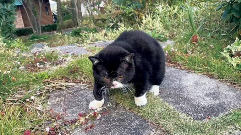 庭の散歩が趣味で、短い脚でぽてぽてと歩く動画も人気。飼い主も認める“木彫りの熊”感がたまらない！《木彫りの熊にそっくり！》《4歳には見えない貫録。》