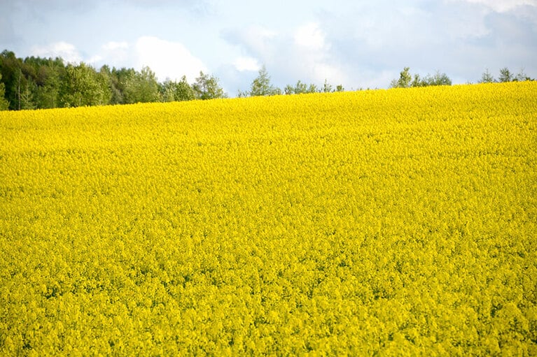 滝川の菜の花畑／北海道