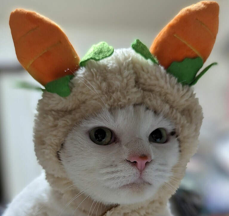 そら メス 5歳。