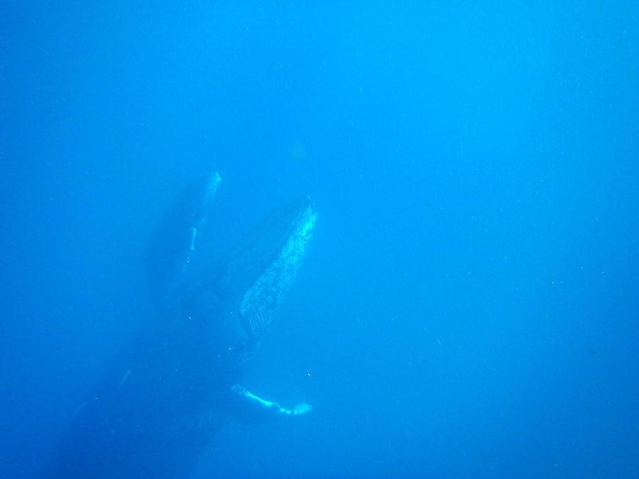 水面へと上昇してくるクジラの親子。